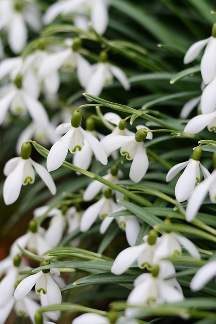 winterbloemen